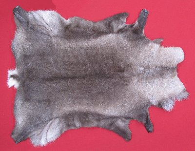 Picture of this lot Tanned Caribou Reindeer Hides, Scandinavian