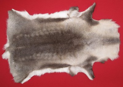 Picture of this lot Tanned Caribou Reindeer Hides, Scandinavian