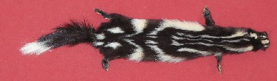 Picture of this lot Tanned Civet Spotted Skunk Hides, Furs, Pelts, Skins