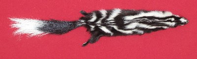 Picture of this lot Tanned Civet Spotted Skunk Hides, Furs, Pelts, Skins
