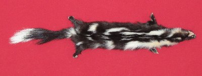 Picture of this lot Tanned Civet Spotted Skunk Hides, Furs, Pelts, Skins
