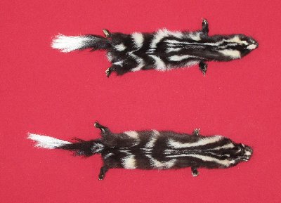 Picture of this lot Tanned Civet Spotted Skunk Hides, Furs, Pelts, Skins