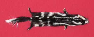 Picture of this lot Tanned Civet Spotted Skunk Hides, Furs, Pelts, Skins