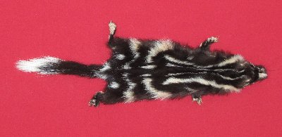 Picture of this lot Tanned Civet Spotted Skunk Hides, Furs, Pelts, Skins