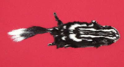 Picture of this lot Tanned Civet Spotted Skunk Hides, Furs, Pelts, Skins