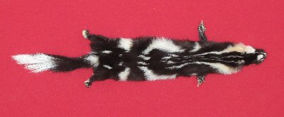 Picture of this lot Tanned Civet Spotted Skunk Hides, Furs, Pelts, Skins