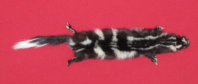 Picture of this lot Tanned Civet Spotted Skunk Hides, Furs, Pelts, Skins