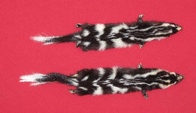 Picture of this lot Tanned Civet Spotted Skunk Hides, Furs, Pelts, Skins