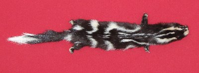 Picture of this lot Tanned Civet Spotted Skunk Hides, Furs, Pelts, Skins