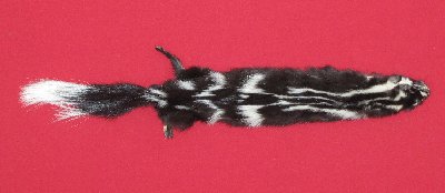 Picture of this lot Tanned Civet Spotted Skunk Hides, Furs, Pelts, Skins