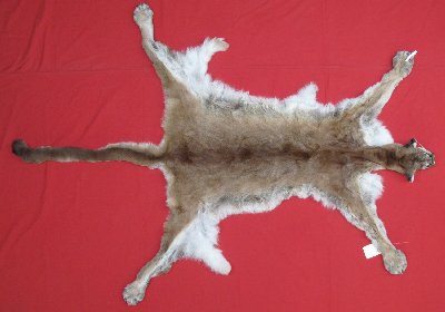 Picture of this lot Tanned Cougar Mountain Lion Hides, Pelts, Skins