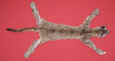 Picture of this lot Tanned Cougar Mountain Lion Hides, Pelts, Skins