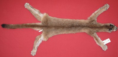 Picture of this lot Tanned Cougar Mountain Lion Hides, Pelts, Skins
