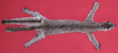 Picture of this lot Tanned Cougar Mountain Lion Hides, Pelts, Skins