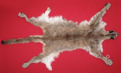 Picture of this lot Tanned Cougar Mountain Lion Hides, Pelts, Skins