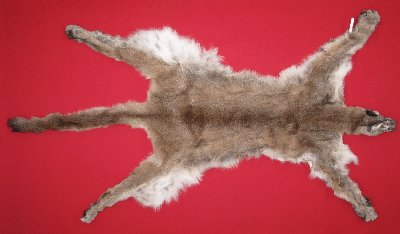 Picture of this lot Tanned Cougar Mountain Lion Hides, Pelts, Skins