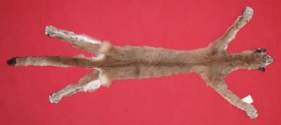 Picture of this lot Tanned Cougar Mountain Lion Hides, Pelts, Skins