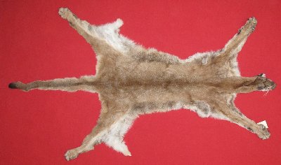 Picture of this lot Tanned Cougar Mountain Lion Hides, Pelts, Skins