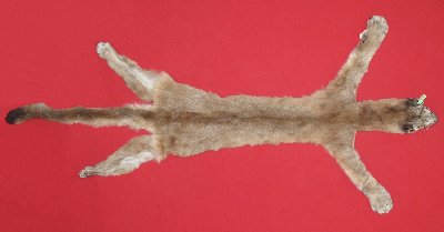 Picture of this lot Tanned Cougar Mountain Lion Hides, Pelts, Skins