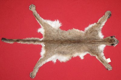 Picture of this lot Tanned Cougar Mountain Lion Hides, Pelts, Skins