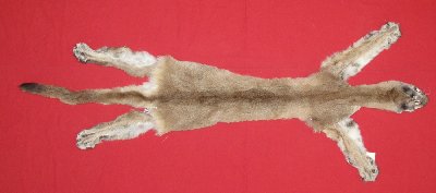 Picture of this lot Tanned Cougar Mountain Lion Hides, Pelts, Skins