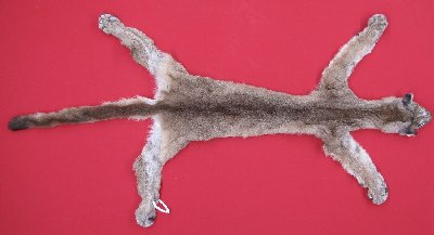 Picture of this lot Tanned Cougar Mountain Lion Hides, Pelts, Skins