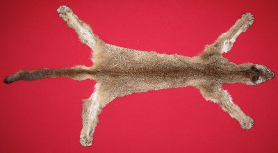 Picture of this lot Tanned Cougar Mountain Lion Hides, Pelts, Skins