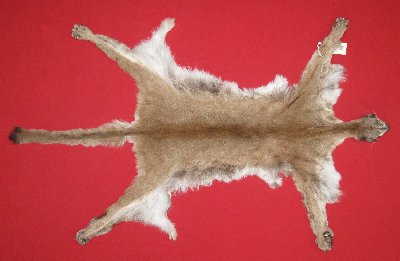 Picture of this lot Tanned Cougar Mountain Lion Hides, Pelts, Skins
