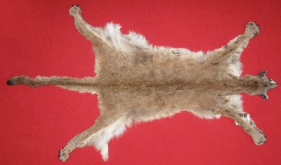 Picture of this lot Tanned Cougar Mountain Lion Hides, Pelts, Skins