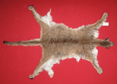 Picture of this lot Tanned Cougar Mountain Lion Hides, Pelts, Skins