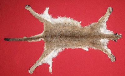 Picture of this lot Tanned Cougar Mountain Lion Hides, Pelts, Skins