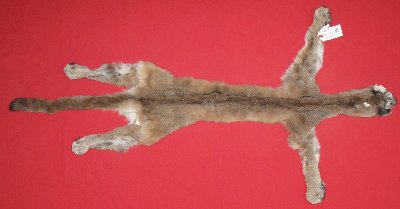 Picture of this lot Tanned Cougar Mountain Lion Hides, Pelts, Skins