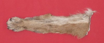 Tanned Cougar Mountain Lion Heads, Feet, Tails, Pieces for sale by www ...