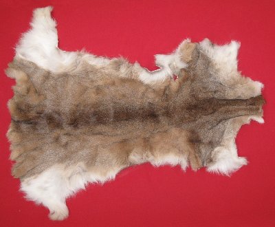 Picture of this lot Tanned Cougar Mountain Lion Heads, Feet, Tails, Pieces