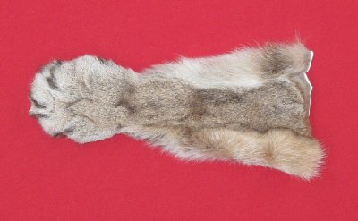 Picture of this lot Tanned Cougar Mountain Lion Heads, Feet, Tails, Pieces