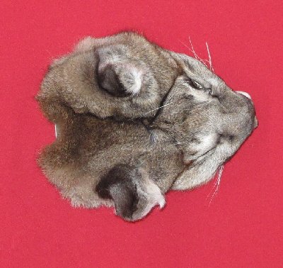 Picture of this lot Tanned Cougar Mountain Lion Heads, Feet, Tails, Pieces