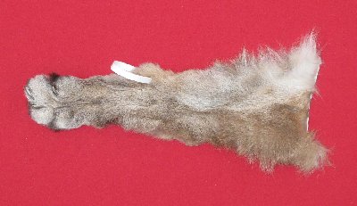 Picture of this lot Tanned Cougar Mountain Lion Heads, Feet, Tails, Pieces