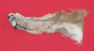 Picture of this lot Tanned Cougar Mountain Lion Heads, Feet, Tails, Pieces