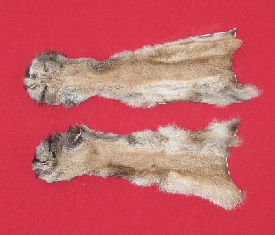 Picture of this lot Tanned Cougar Mountain Lion Heads, Feet, Tails, Pieces