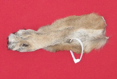 Picture of this lot Tanned Cougar Mountain Lion Heads, Feet, Tails, Pieces