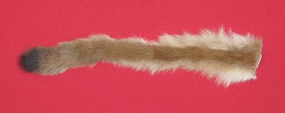 Picture of this lot Tanned Cougar Mountain Lion Heads, Feet, Tails, Pieces