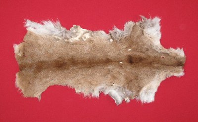 Picture of this lot Tanned Cougar Mountain Lion Heads, Feet, Tails, Pieces