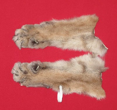 Picture of this lot Tanned Cougar Mountain Lion Heads, Feet, Tails, Pieces