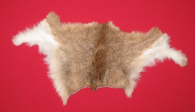 Picture of this lot Tanned Cougar Mountain Lion Heads, Feet, Tails, Pieces