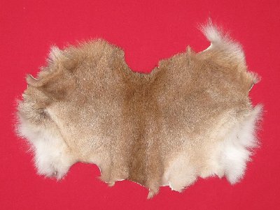 Picture of this lot Tanned Cougar Mountain Lion Heads, Feet, Tails, Pieces