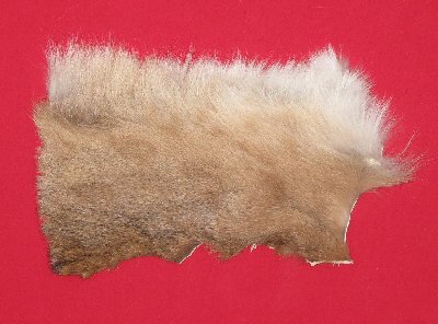 Picture of this lot Tanned Cougar Mountain Lion Heads, Feet, Tails, Pieces