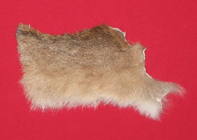 Picture of this lot Tanned Cougar Mountain Lion Heads, Feet, Tails, Pieces