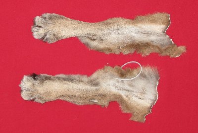 Picture of this lot Tanned Cougar Mountain Lion Heads, Feet, Tails, Pieces