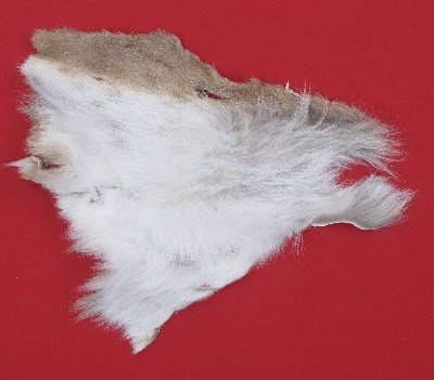 Picture of this lot Tanned Cougar Mountain Lion Heads, Feet, Tails, Pieces