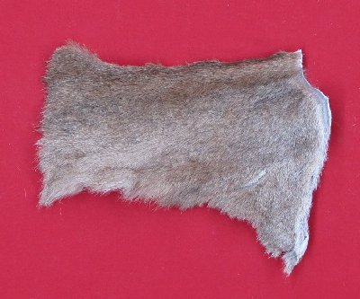 Picture of this lot Tanned Cougar Mountain Lion Heads, Feet, Tails, Pieces